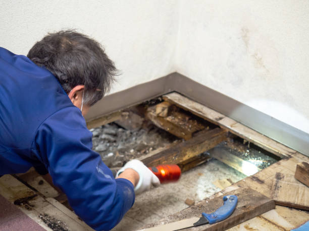 Best Basement Mold Remediation in Harlem, FL