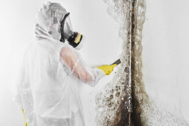 Best Industrial Mold Remediation in Harlem, FL