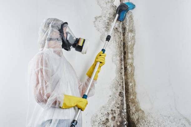 Best Black Mold Remediation in Harlem, FL