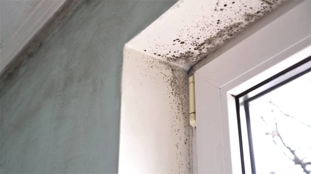 Best Health and Safety Mold Remediation in Harlem, FL