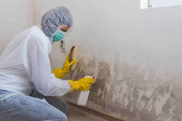 Best Residential Mold Remediation in Harlem, FL