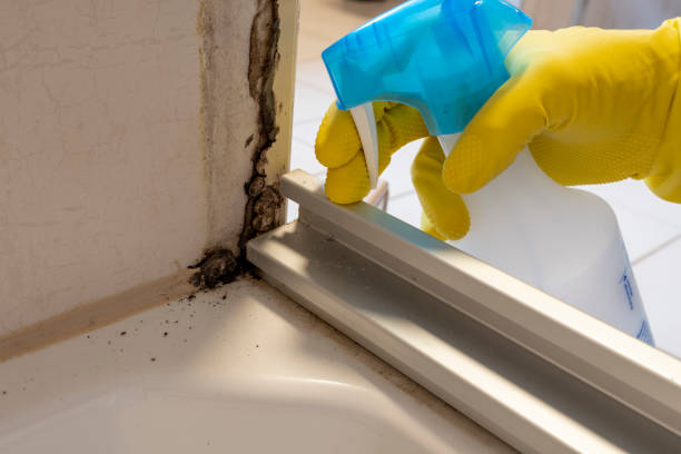 Best Emergency Mold Remediation in Harlem, FL