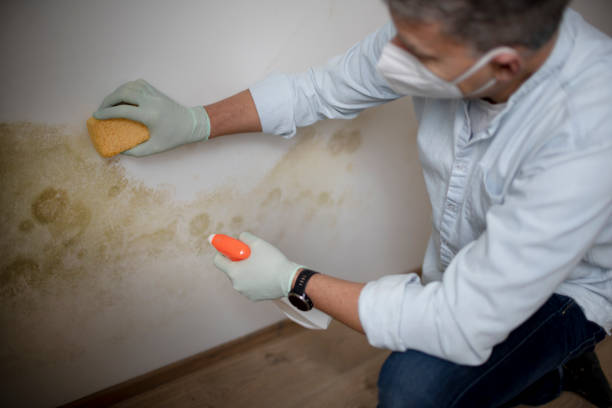 Best Crawl Space Mold Remediation in Harlem, FL