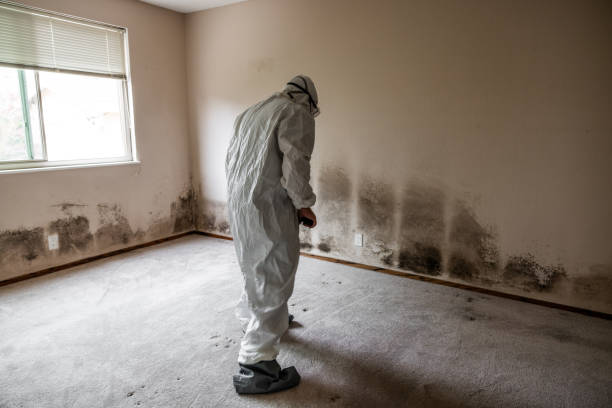 Best Black Mold Remediation in Harlem, FL