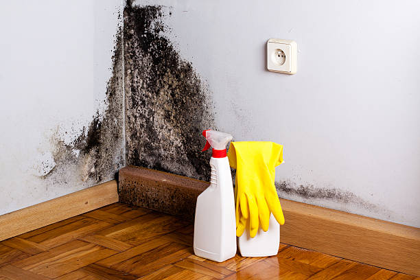Best Post-Flood Mold Remediation in Harlem, FL