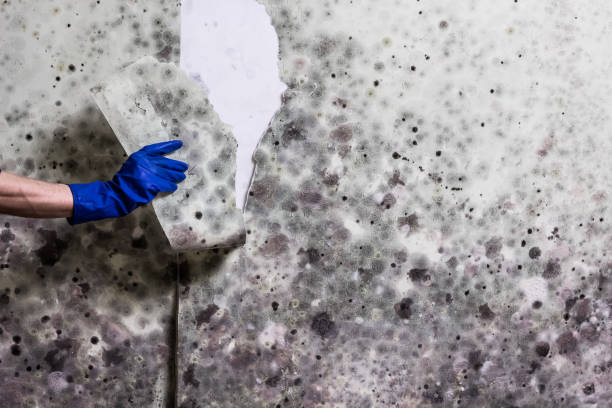 Best Mold Remediation for Specific Building Types in Harlem, FL