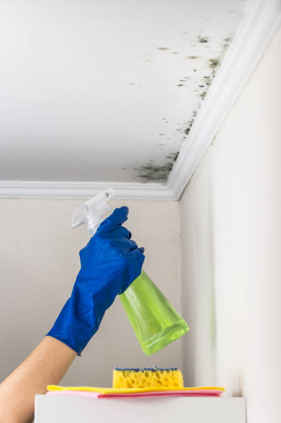 Best Commercial Mold Remediation in Harlem, FL